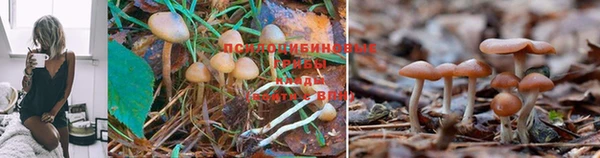 крисы Костерёво